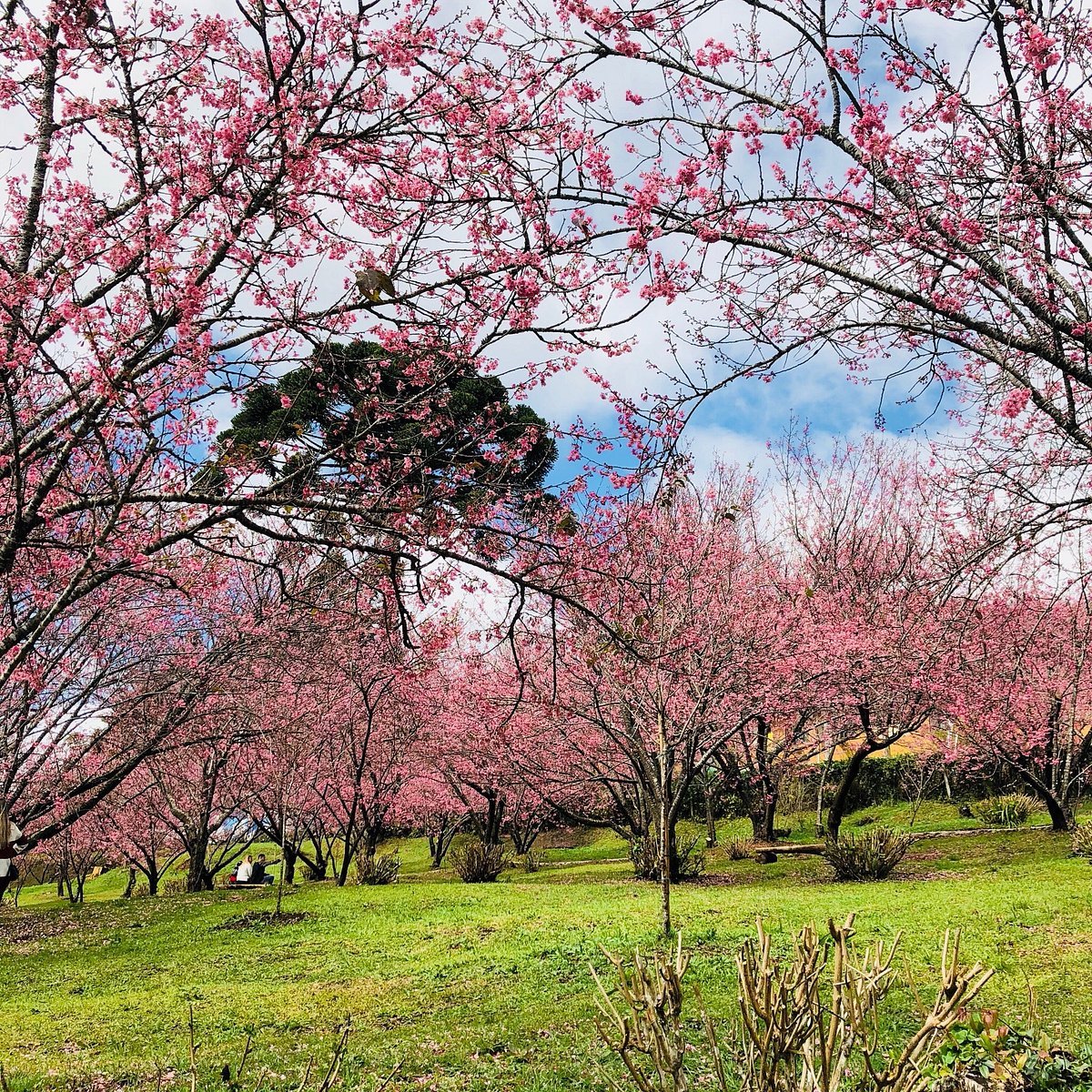 🌸 세라 고잔 후레아이 마을(세라코우잔후레아이노사토) 이미지 7